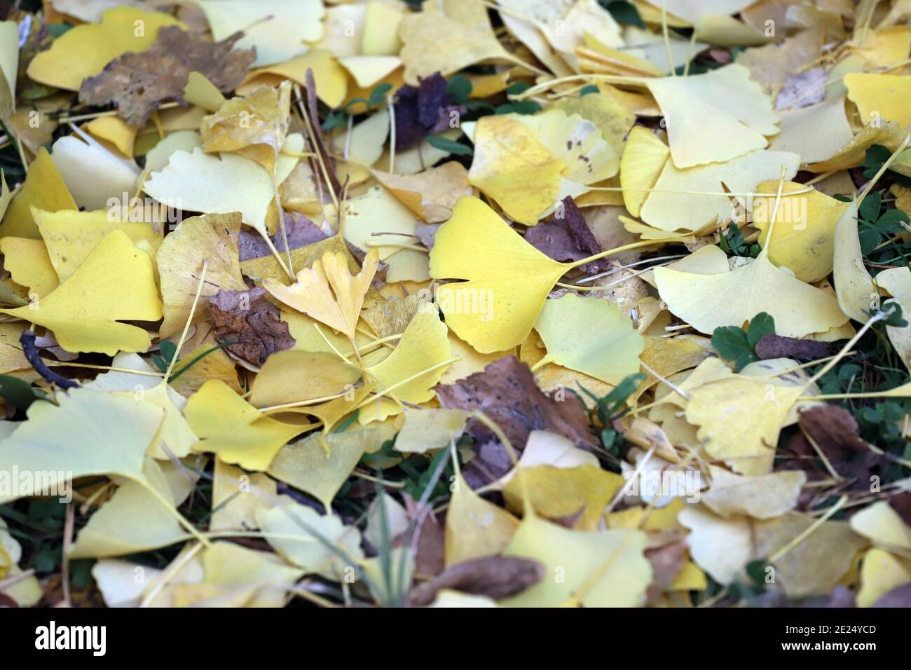 Ginkgo biloba tree foliage in autumn Stock Photo