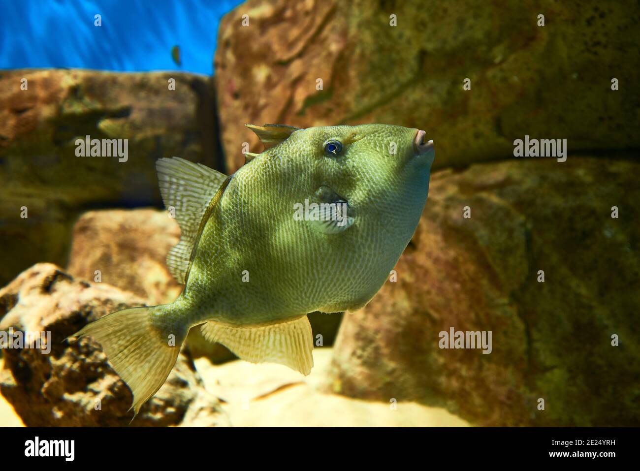 Balistes capriscus, Grey triggerfish Stock Photo