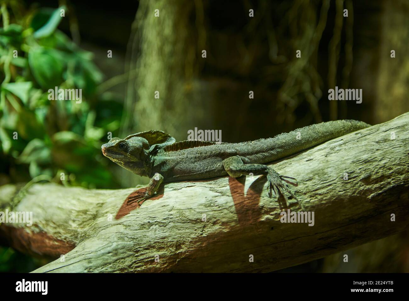 Brown basilisk (Basiliscus vittatus) Stock Photo