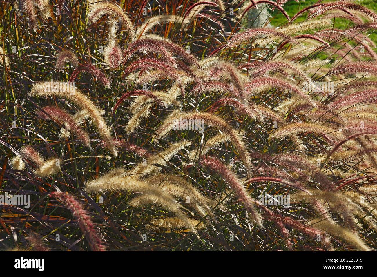 Purple Fountain grass (Cenchrus setaceus 'Rubrum'). Calles Red Fountain grass and Tender Fountain grass also Stock Photo