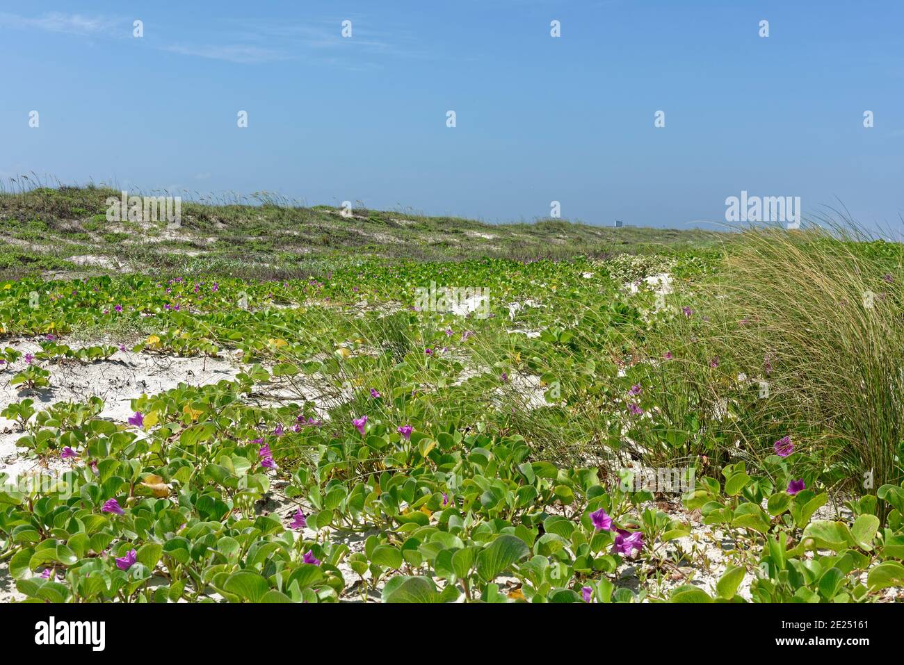 The mats of Railroad Vine with their pretty purple flowers on the beach and dunes of Padre Island on the Gulf Coast of Texas. Stock Photo