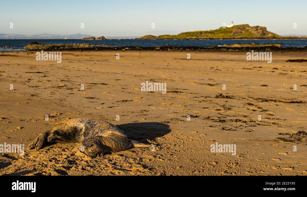 East Lothian, Scotland, United Kingdom, 12th January 2021. UK Weather: cold sunny day at the beach at Yellowcraig. An unfortunate dead grey seal lies on the tide line on the beach Stock Photo