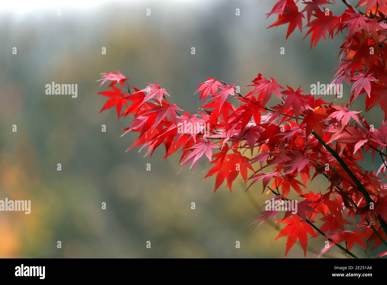 Beautiful Japanese red maple tree leaves in autumn. Stock Photo