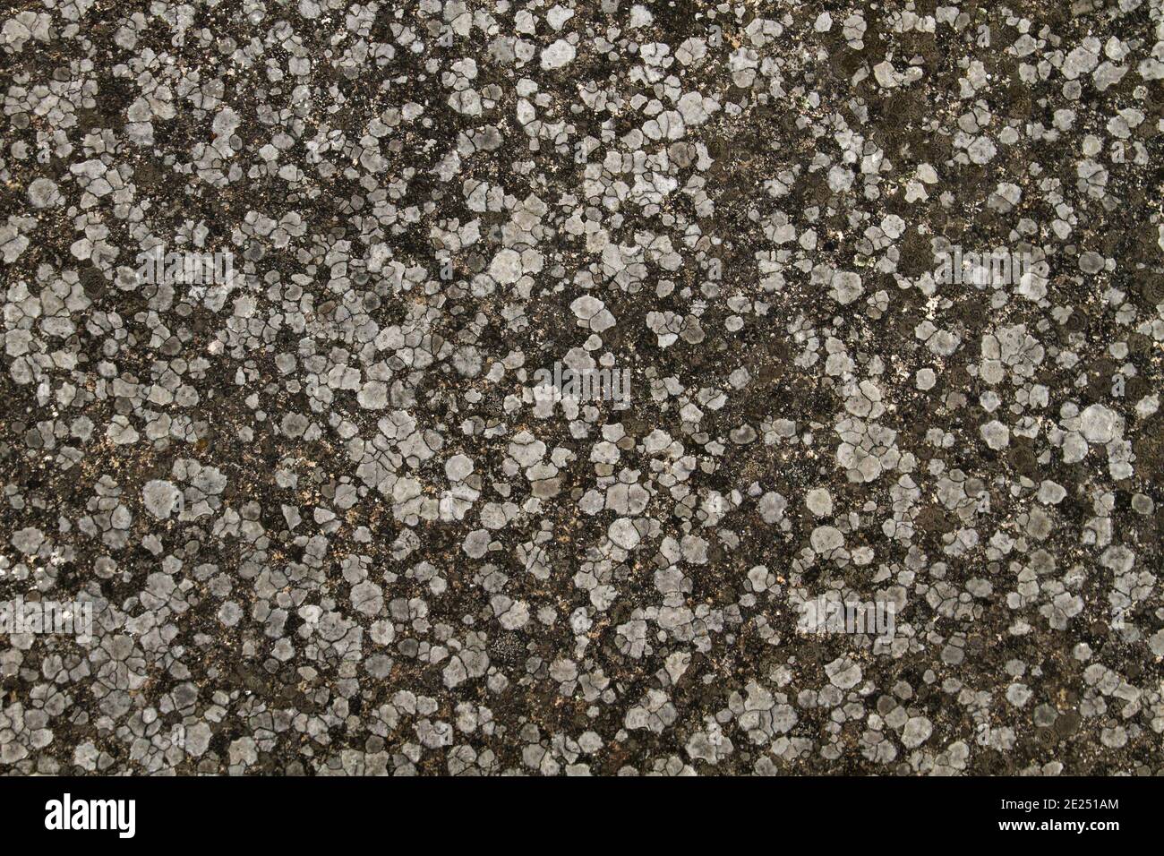 Old concrete wall with lichens, abstract background or texture Stock Photo
