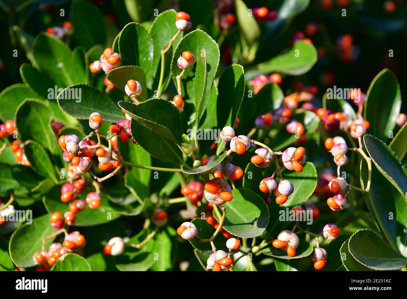 Japanese spindle, evergreen spindle, Japanischer Spindelsträucher, Euonymus japonicus, japán kecskerágó Stock Photo