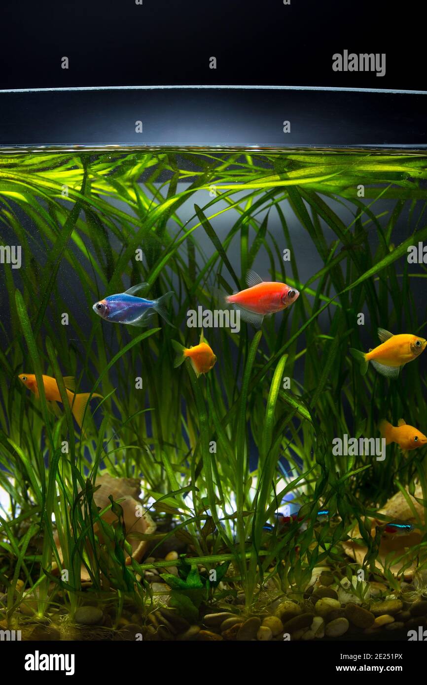 Colored glofish and others little aquarium fishes with beautiful green plants in aquarium. Stock Photo