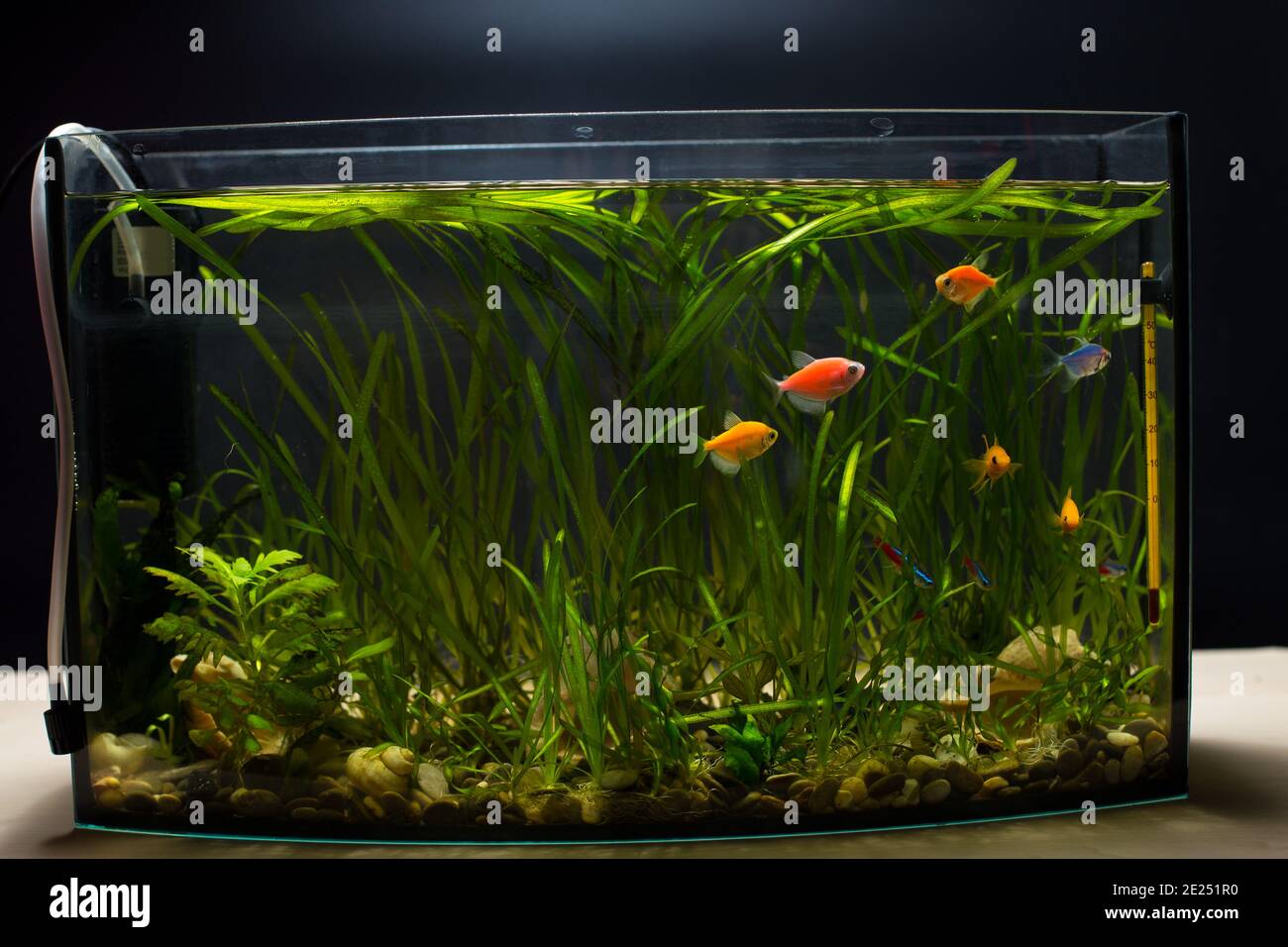 Little home aquarium with colored glofishes on table and black background  Stock Photo - Alamy