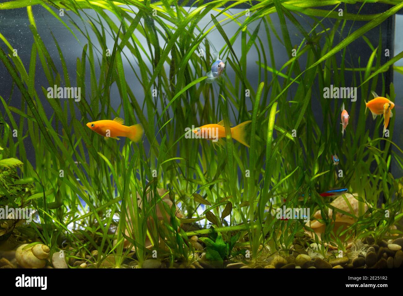 Little aquarium fish swim around under water plants. Different aquarium colored fish on black background. Stock Photo