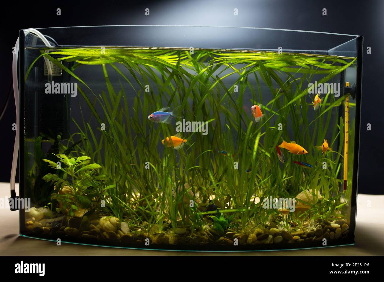 Home aquarium on black background filled with colored fish and underwater plants. Stock Photo