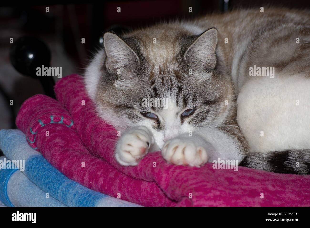 portrait of a tabby cat lying down on bed Stock Photo