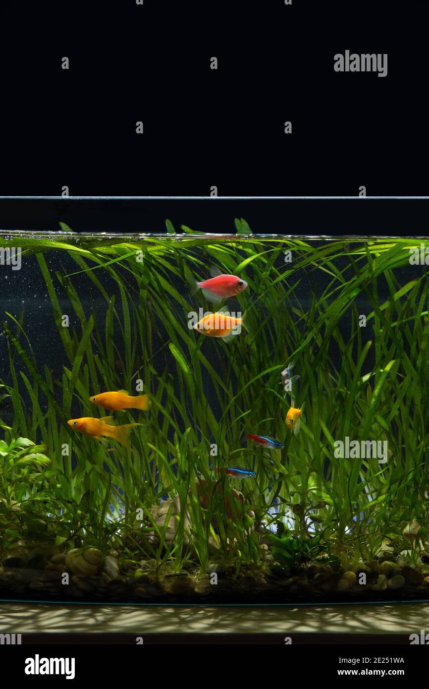 Small aquarium with different colored fish and plants on  black background. Stock Photo