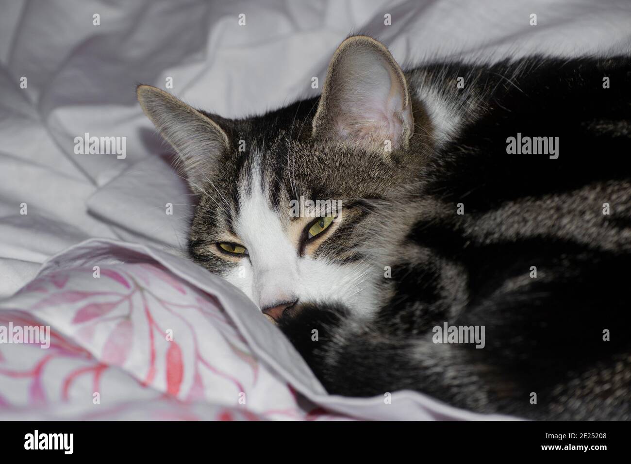 portrait of a tabby cat resting on a bed Stock Photo