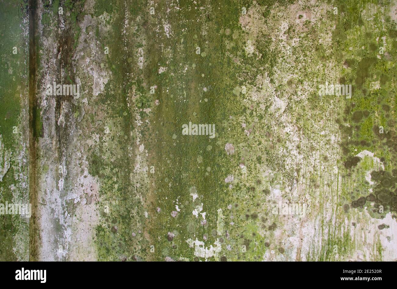 Old mossy wall grunge texture or background Stock Photo