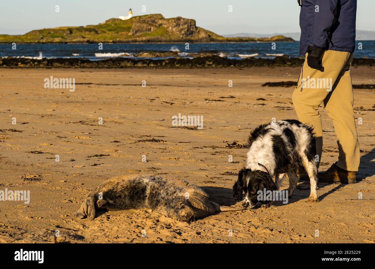 Dead Dog Beach High Resolution Stock Photography And Images Alamy