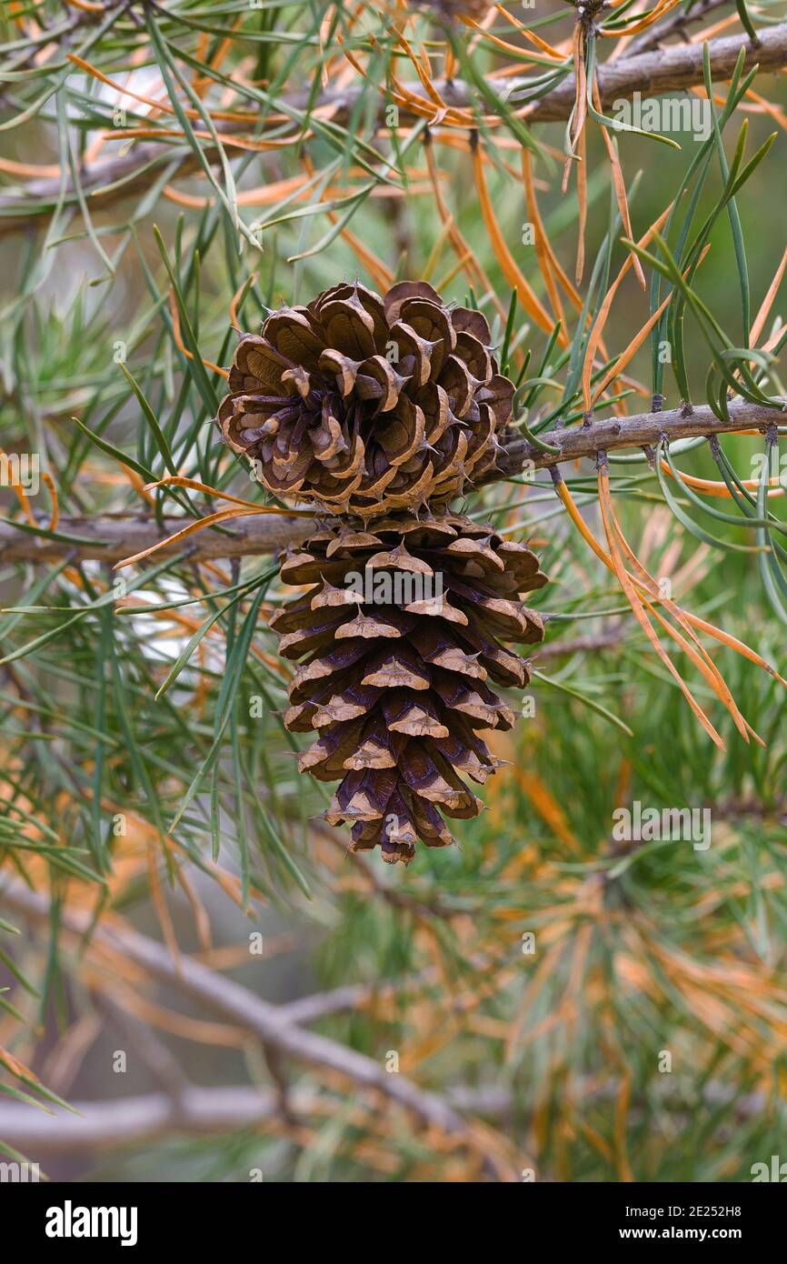 Virginia pine (Pinus virginiana). Called Scrub Pine and Jersey Pine also Stock Photo