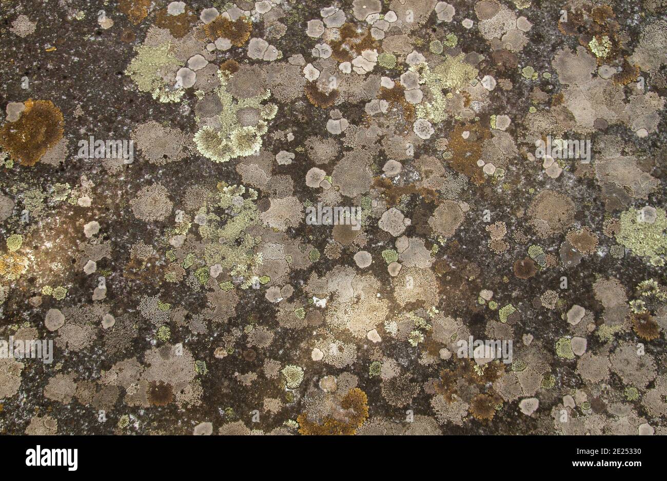 Lichens growing on a stone surface Stock Photo