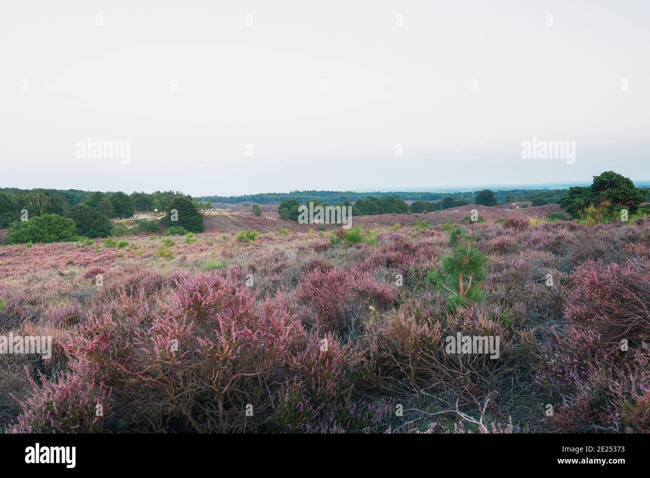 The heather fields in the Veluwe National Park during sunset in The Netherlands Stock Photo