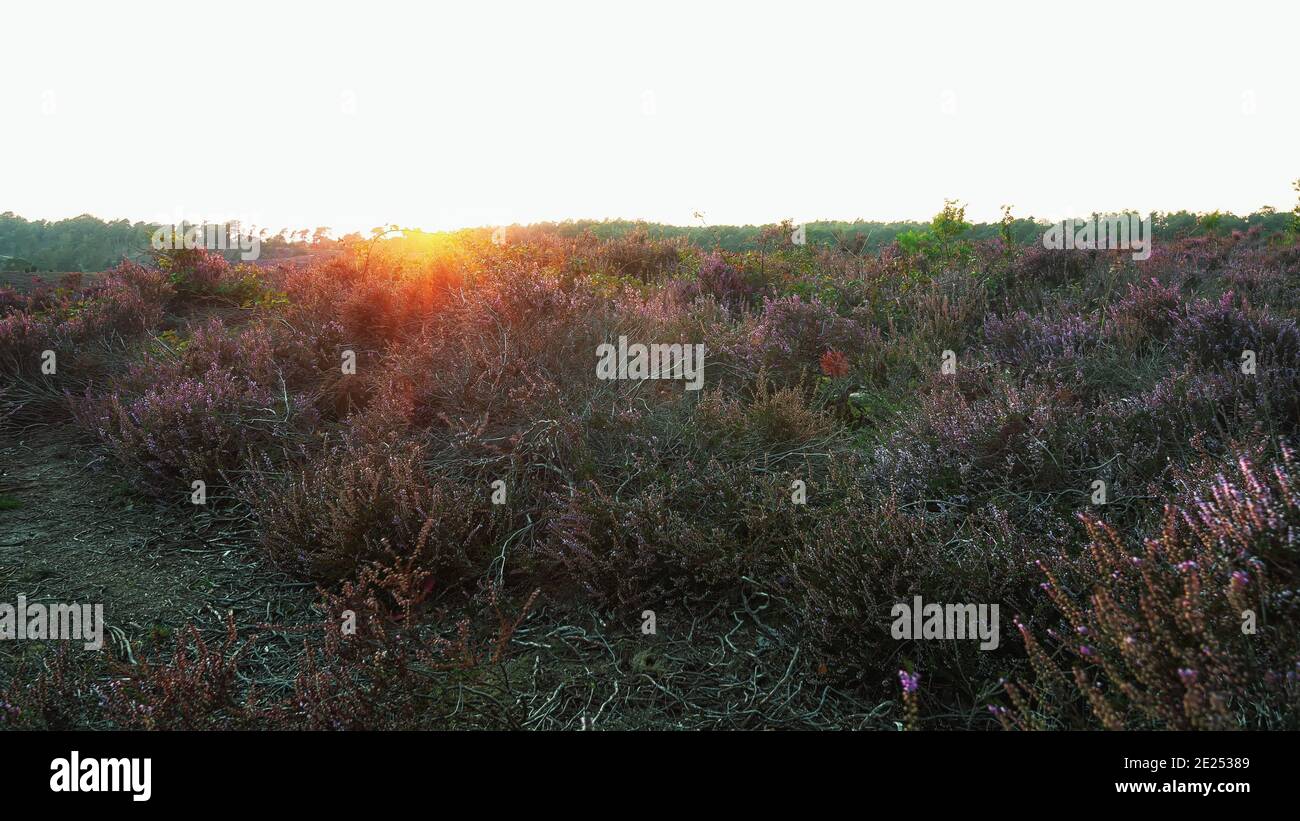The heather fields in the Veluwe National Park during sunset in The Netherlands Stock Photo