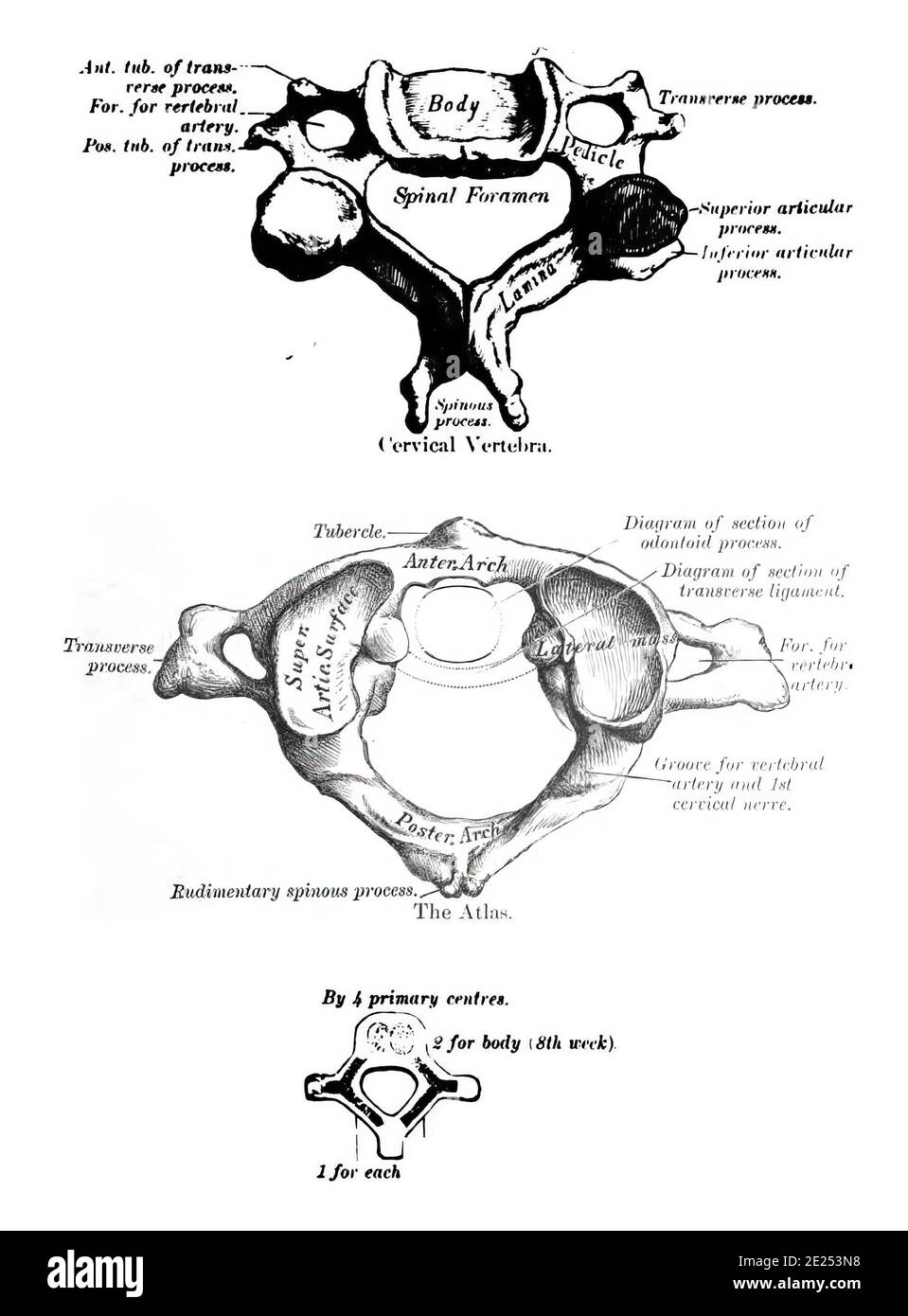 Structure of human cervical vertebrae from an atlas of human anatomy isolated on a white background Stock Photo