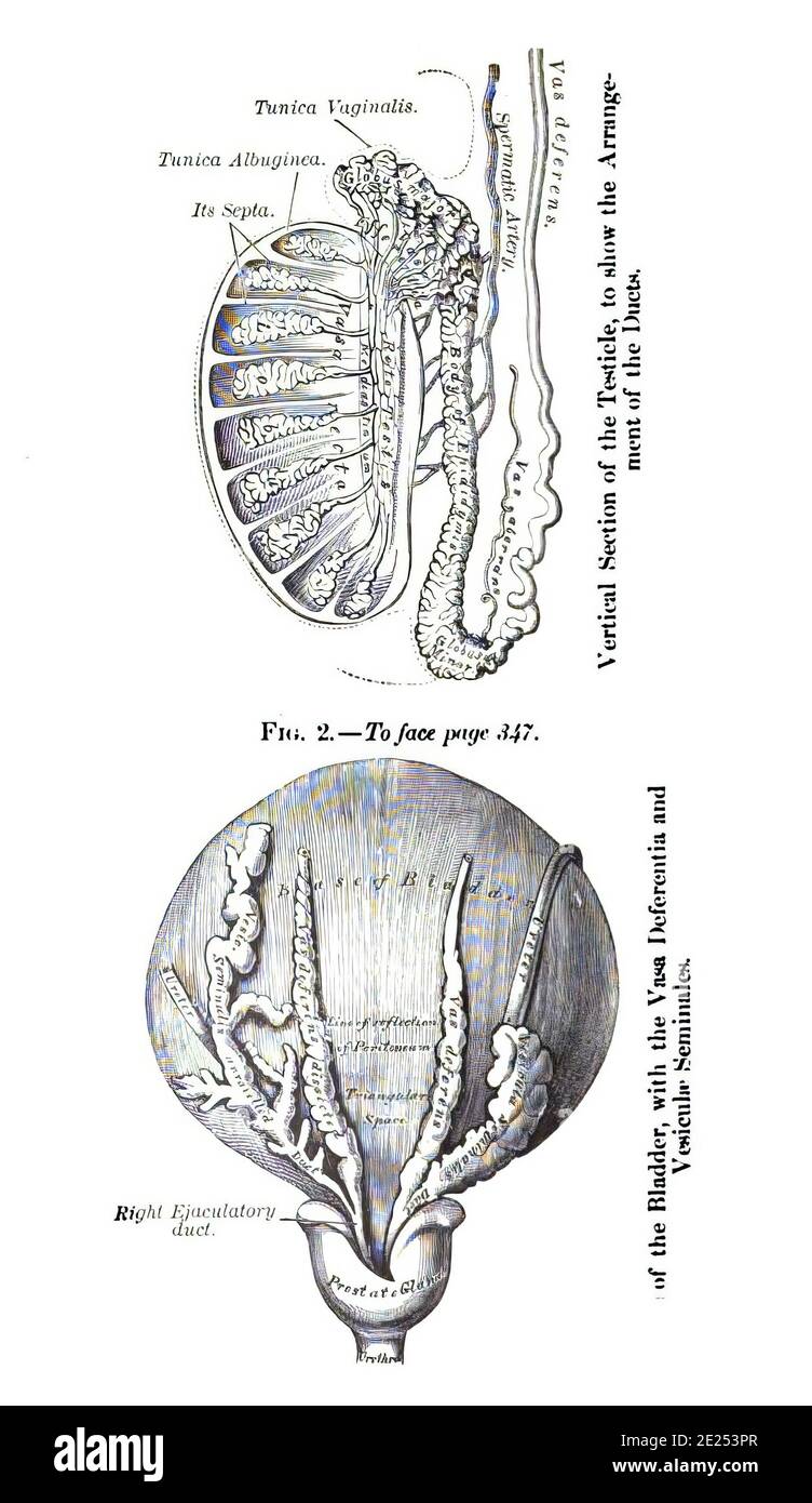 Structure of a testicle and bladder anatomy from an atlas of human