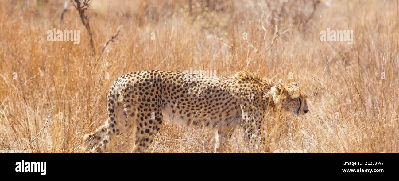 Beautiful leopard walking in its natural habitat on a sunny day Stock Photo