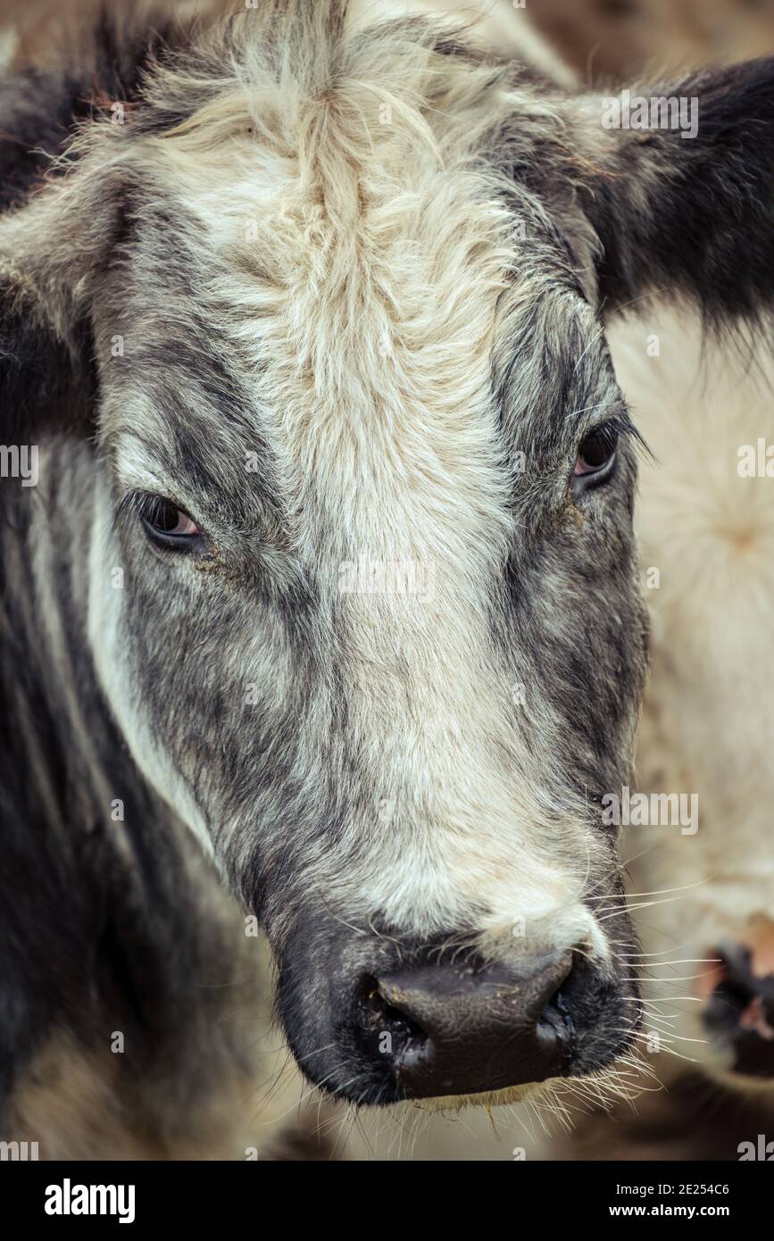 Curious grey and white shaggy cow staring into the camera lens looking a little lonely. Stock Photo