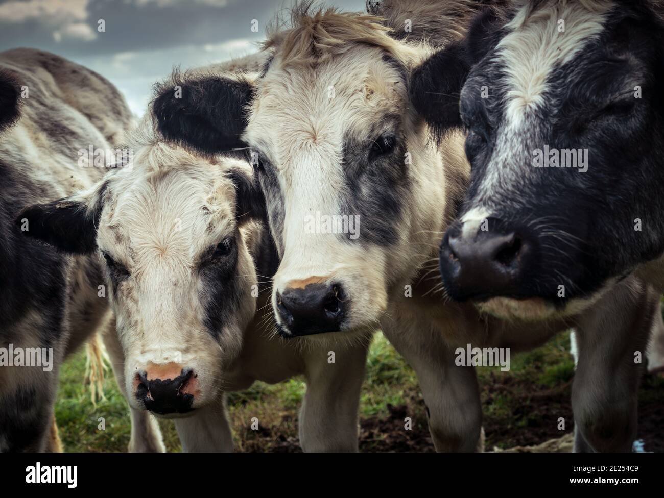Curious shaggy cows huddled together on a cold autumn day in the dutch countryside Stock Photo