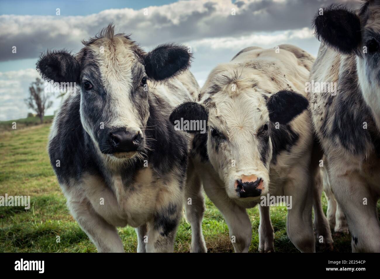 Curious shaggy cows staring into the camera lens on a cold autumn day in the Dutch countryside. Photograph: Dutch countryside near Alem in Holland, Th Stock Photo