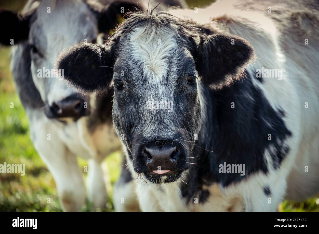 Sweet looking grey and a white shaggy cow with tongue hanging out staring into the camera lens looking a little stupid. Stock Photo