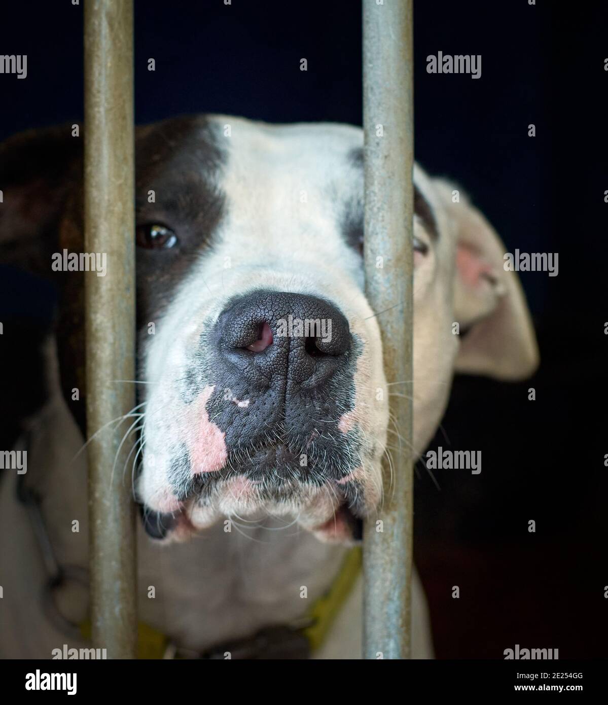 Pitbull behind fence hires stock photography and images Alamy