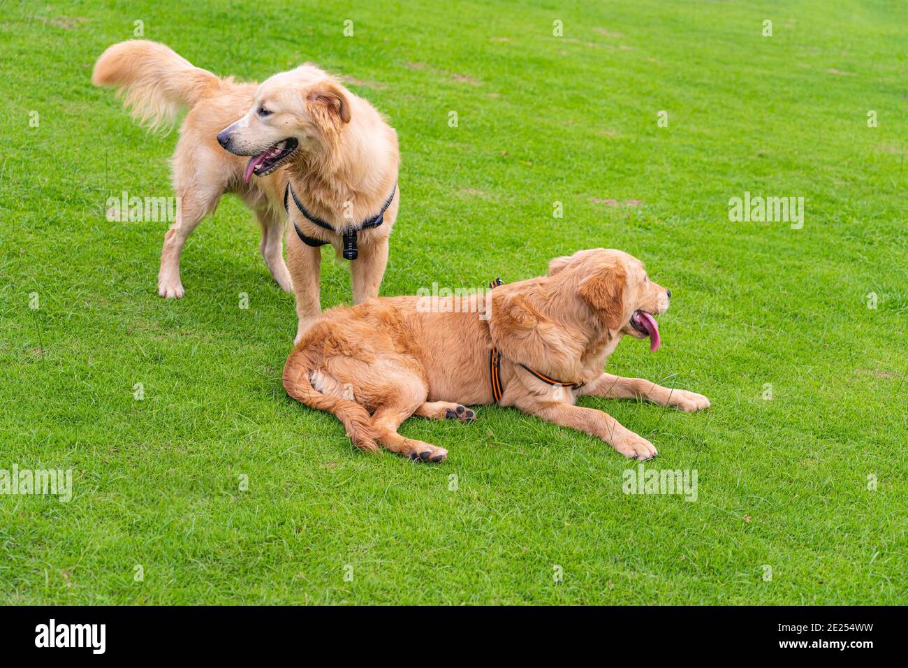 Two cute golden retriever dogs playing to each other on the green grass ...