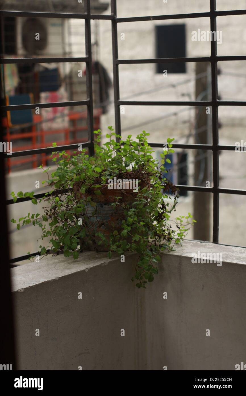 The beautiful flowers on window sill Stock Photo - Alamy