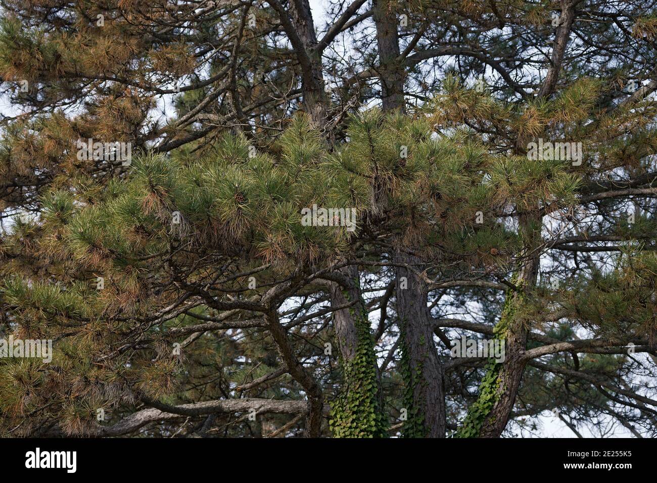 Austrian pine (Pinus nigra). Called Black pine also Stock Photo