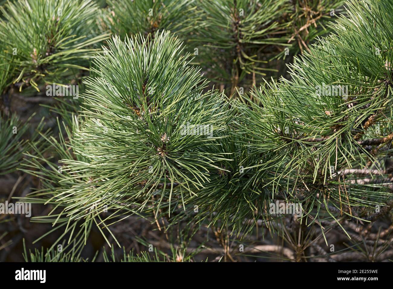 Hornbrook Dwarf Austrian pine (Pinus nigra 'Hornibrookiana') Stock Photo