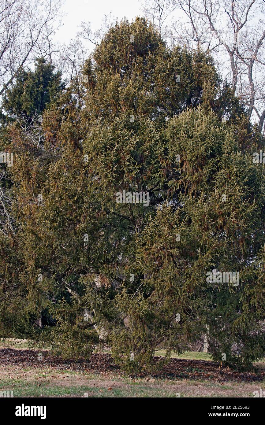 Purple cone spruce (Picea purpurea). Hybrid between Picea likiangensis and Picea wilsonii probably. Synonym: Picea likiangensis Purpurea Stock Photo