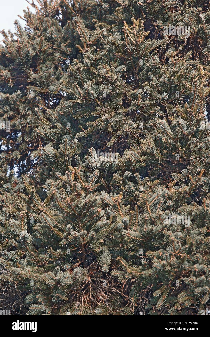Meyer's spruce (Picea meyeri) Stock Photo