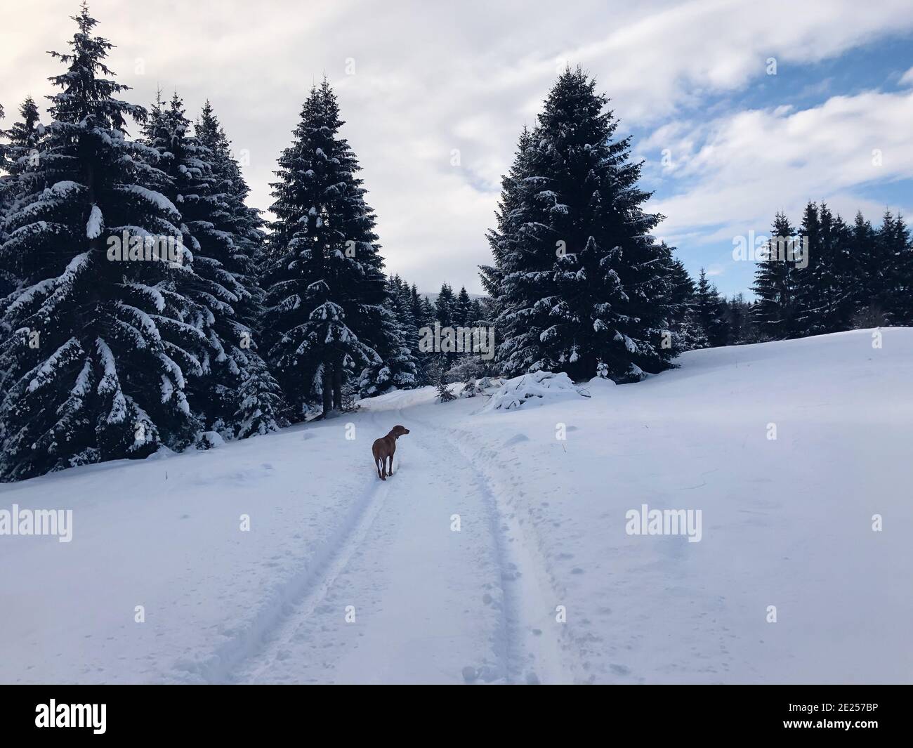 Dog walking on a snowy road in a fir tree forest Stock Photo - Alamy