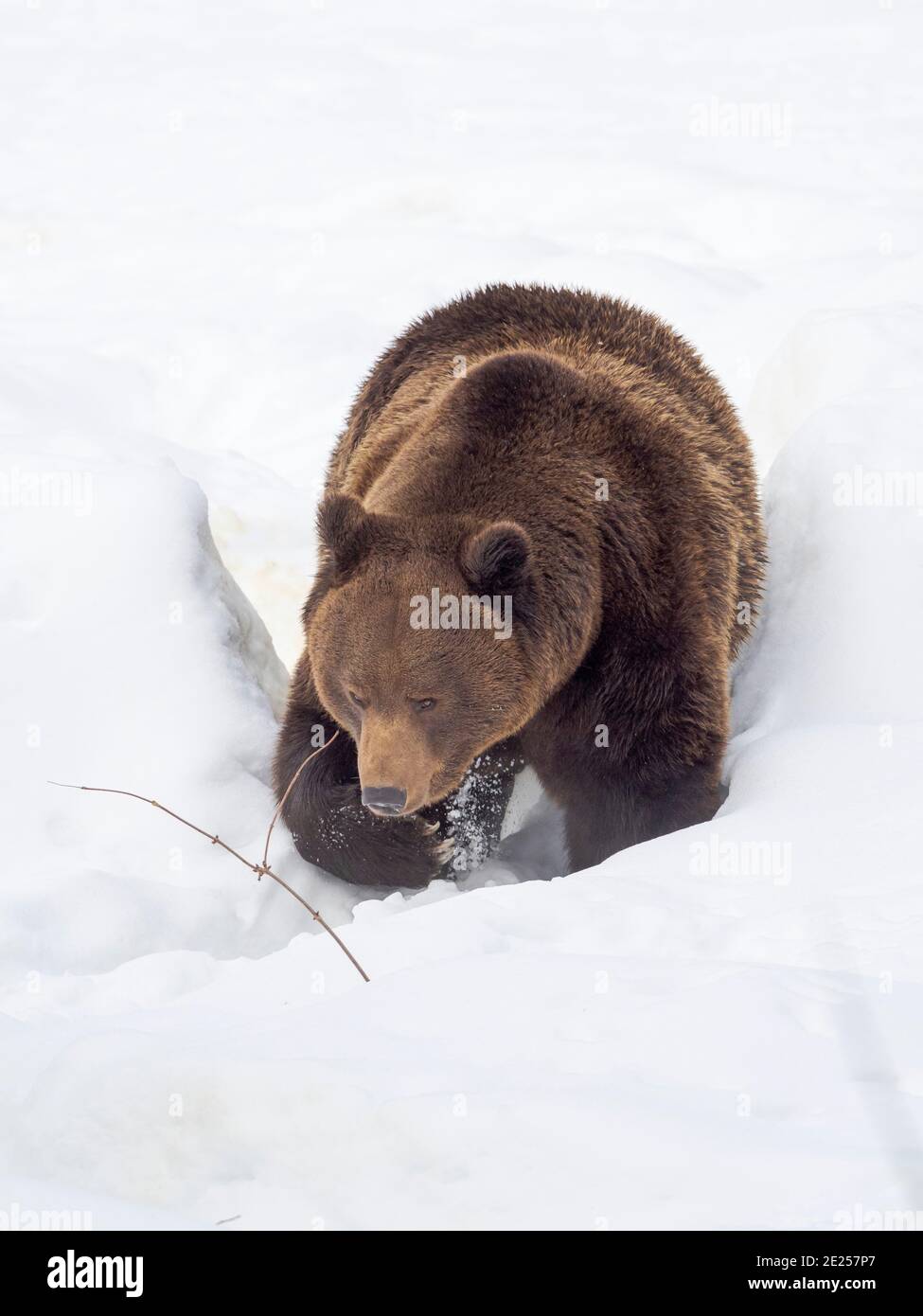 Eurasian brown bear (Ursus arctos arctos) in deep snow,  During winter in National Park Bavarian Forest (Bayerischer Wald)(enclosure). Europe, Central Stock Photo