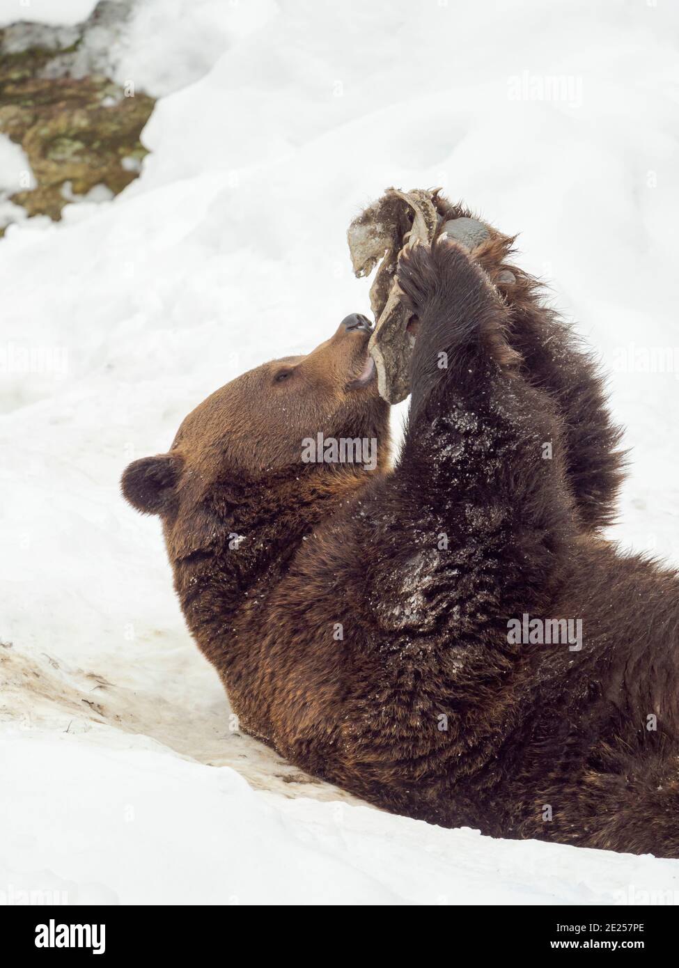 Eurasian brown bear (Ursus arctos arctos) in deep snow,  During winter in National Park Bavarian Forest (Bayerischer Wald)(enclosure). Europe, Central Stock Photo