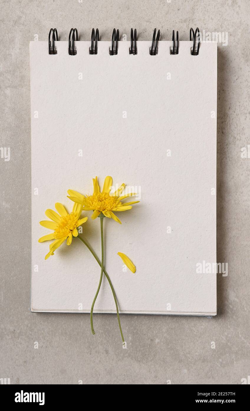 Two Yellow Daisy like flowers on a blank page of a spiral bound notebook. Flat lay with copy space. Stock Photo