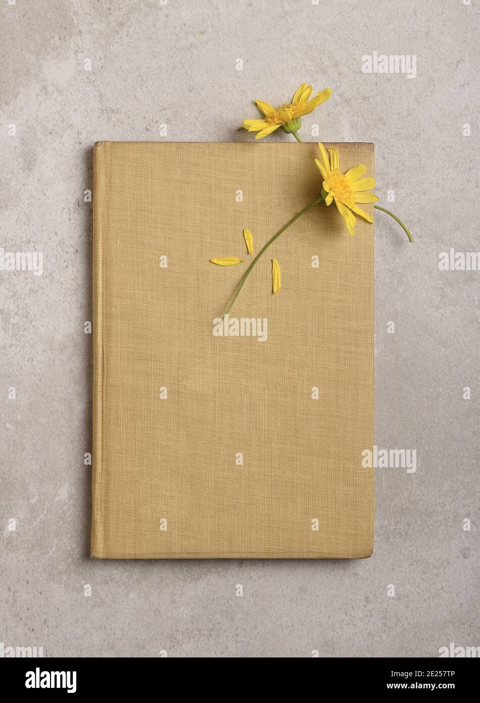 Two Yellow Daisy like flowers and old book and aged parchment . One flower being used as a book mark. Stock Photo