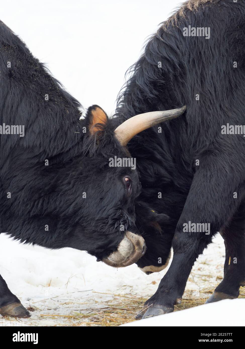 Heck Cattle (Bos primigenius taurus), an attempt to breed back the extinct Aurochs from domestic cattle. Winter in the National Park Bavarian forest ( Stock Photo