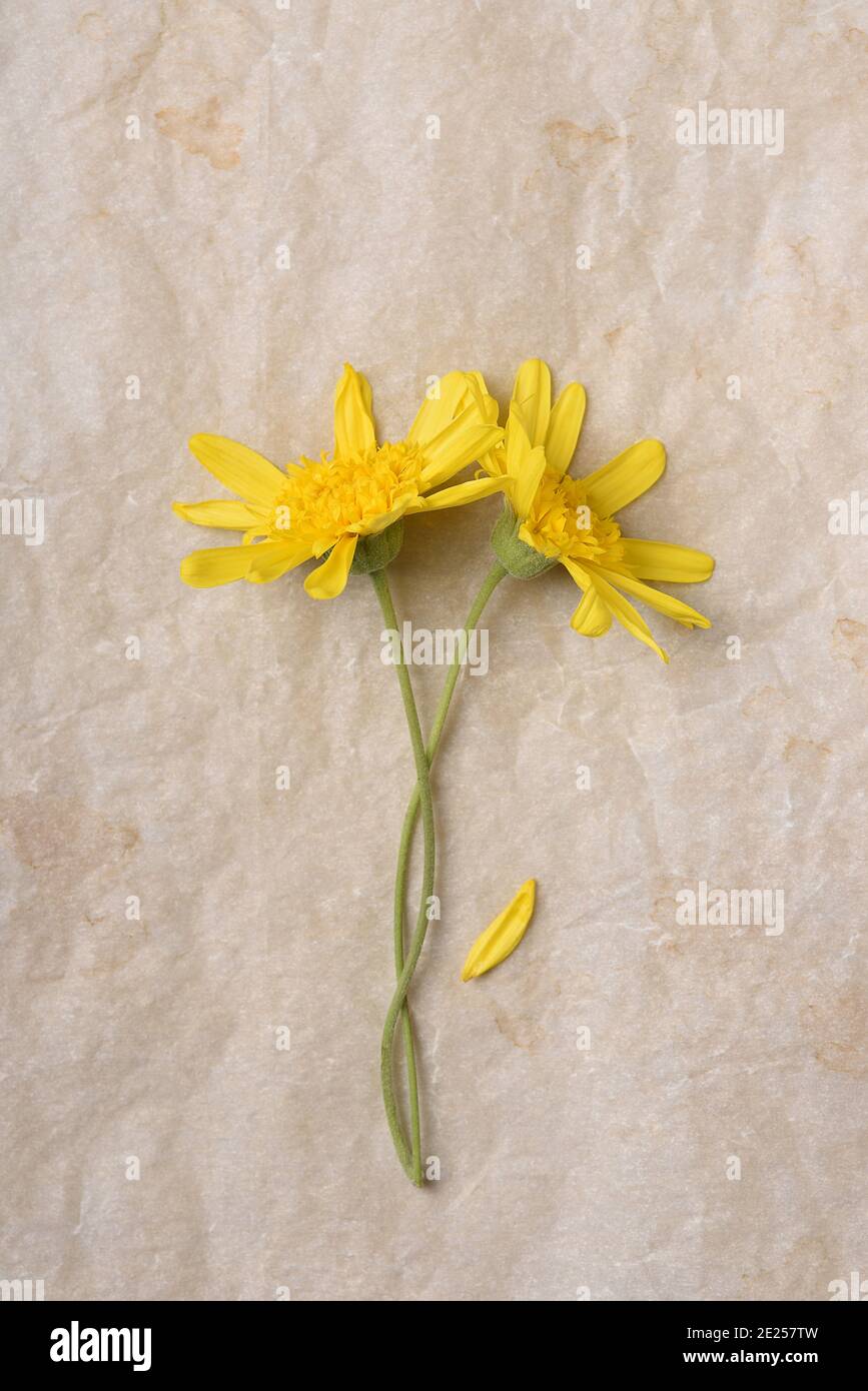 Flat lay of two yellow daisy flowers on aged parchment paper. Verticla with copy space. Stock Photo