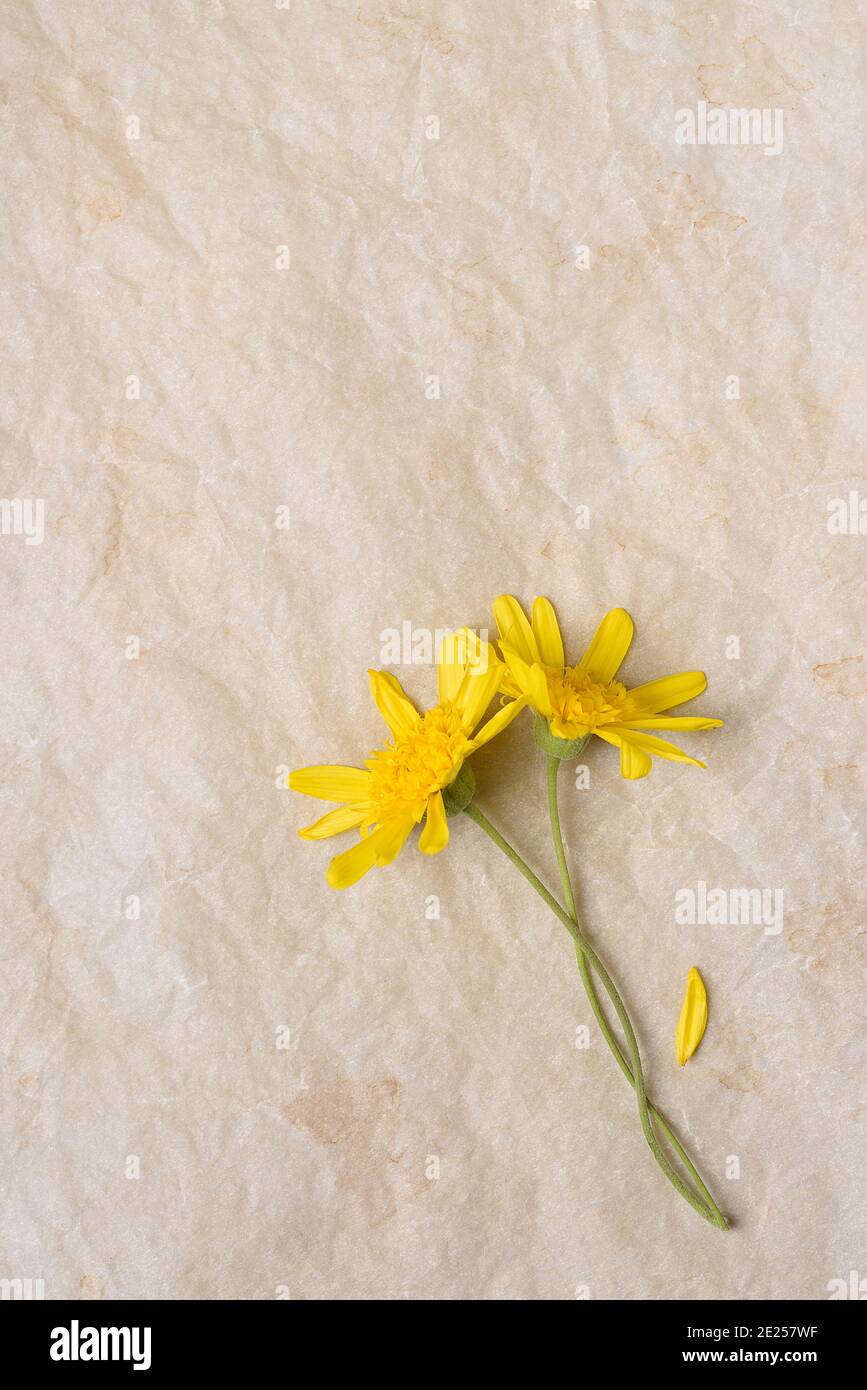 Two Yellow Daisy like flowers with crossed stems on aged parchment paper with copy space. Stock Photo