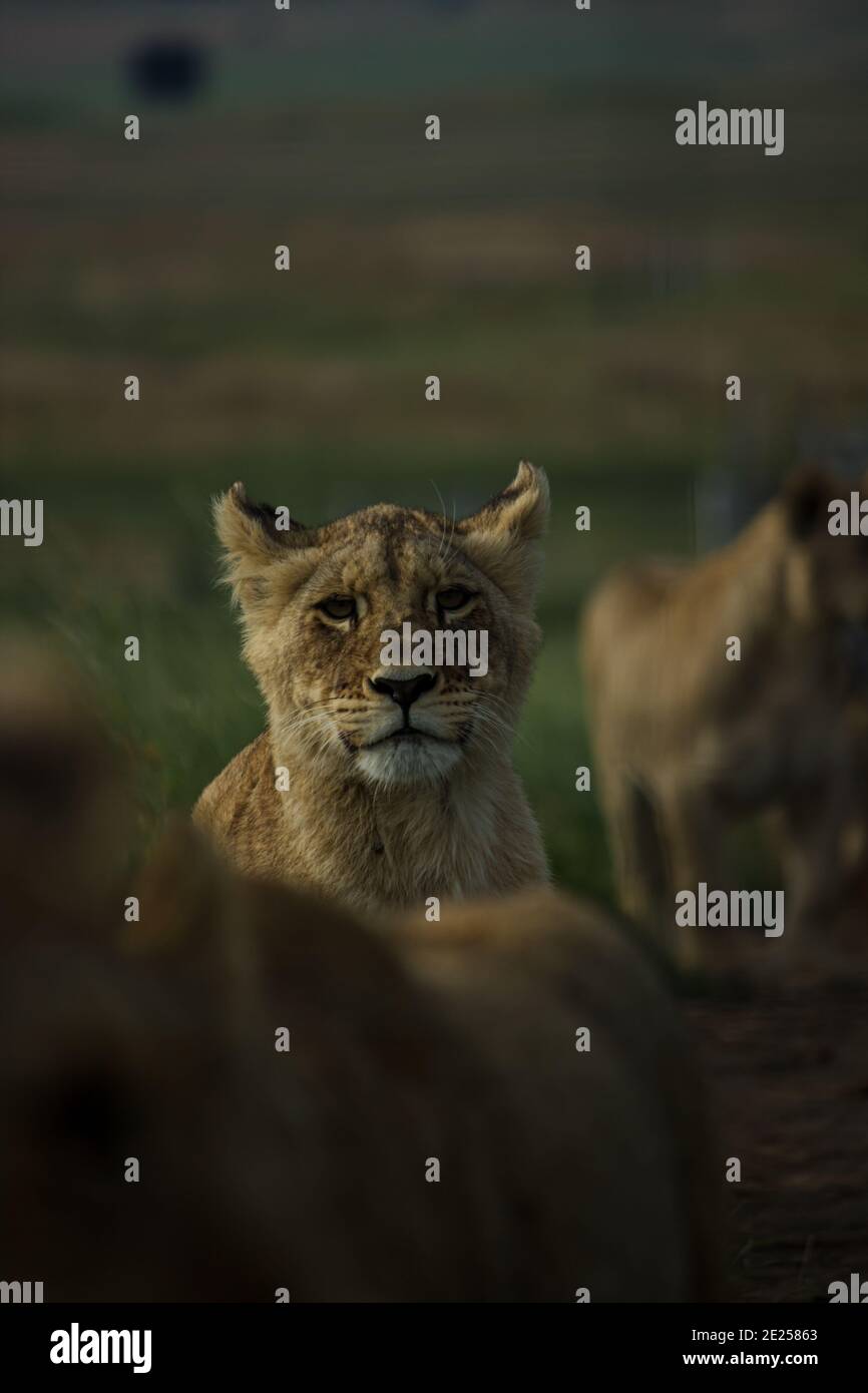Selective focus vertical shot hi-res stock photography and images - Alamy