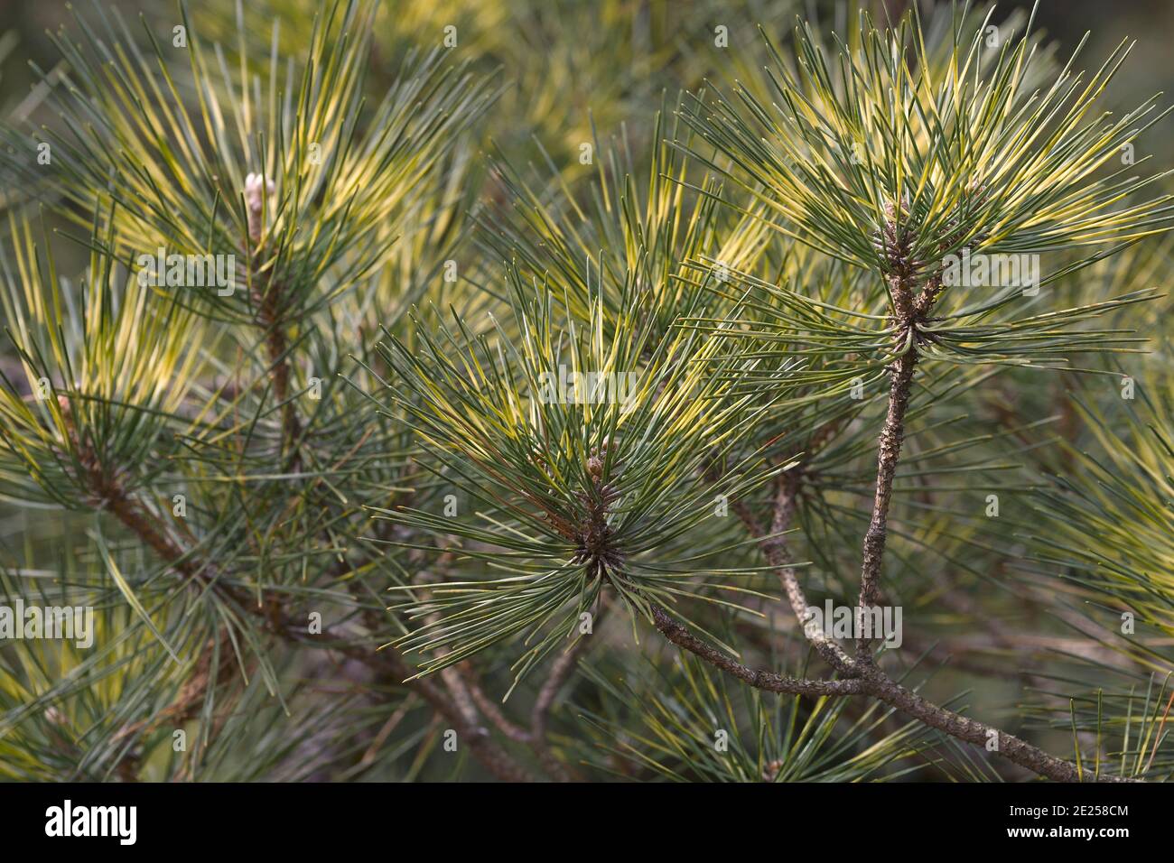 Beni Kujaku japanese pine (Pinus x densi-thunbergii 'Beni Kujaku'). Hybrid between Pinus densiflora and Pinus thunbergii Stock Photo