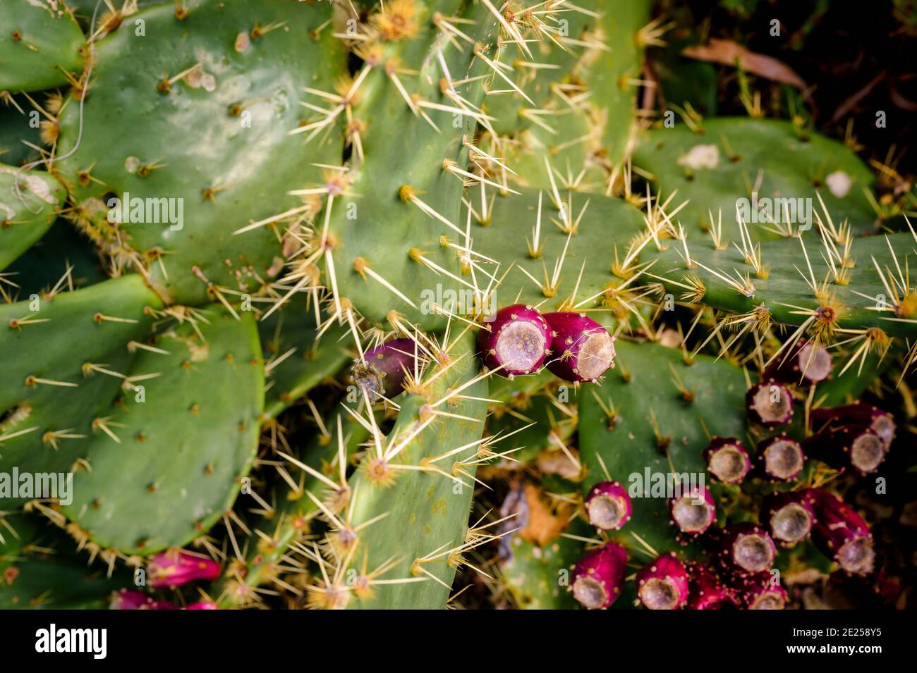 Opuntia, or the prickly pear cactus, at Britain's hottest garden, the Ventnor Botanic Garden on the Isle of Wight, UK. Stock Photo