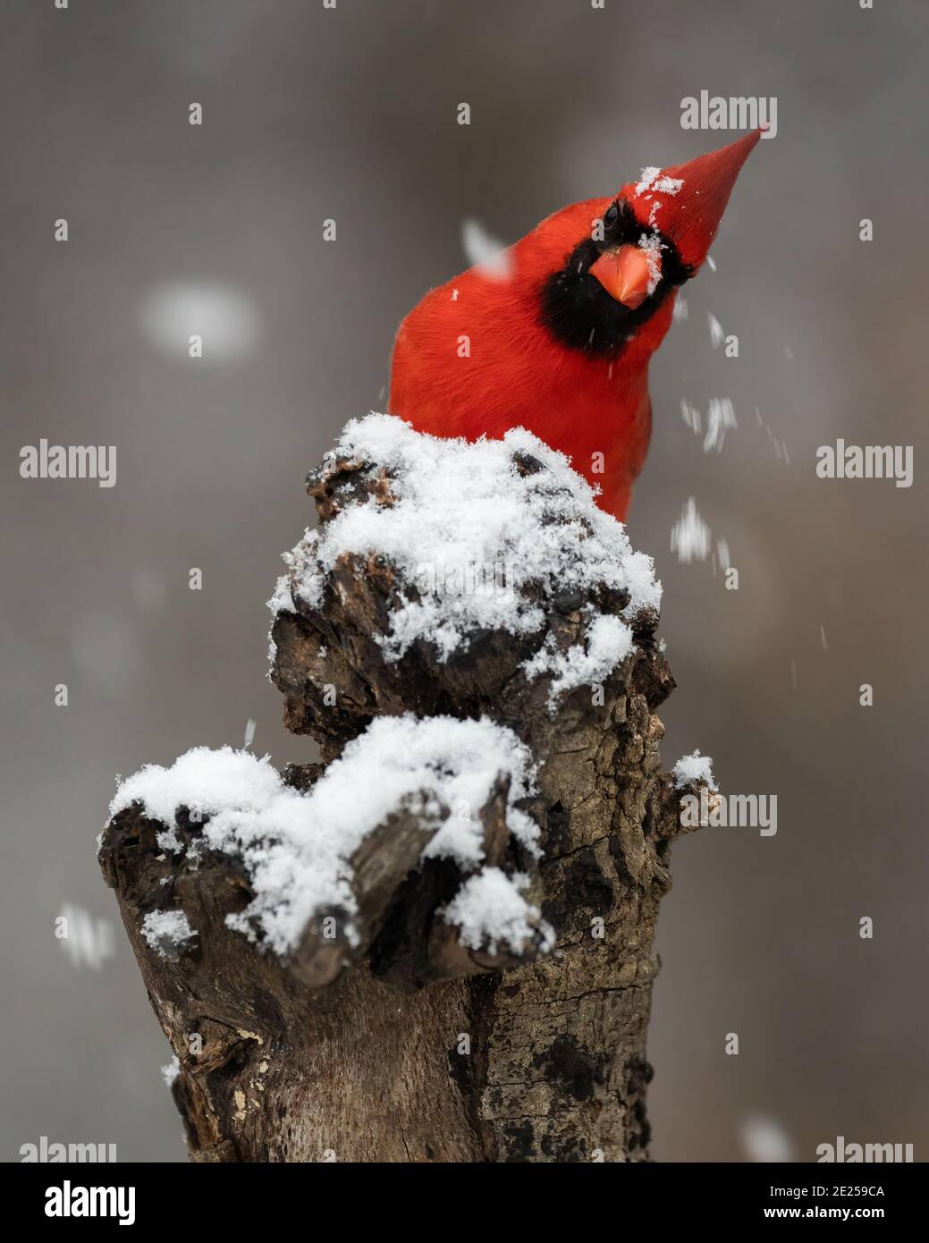 Northern cardinal in the snow. Stock Photo