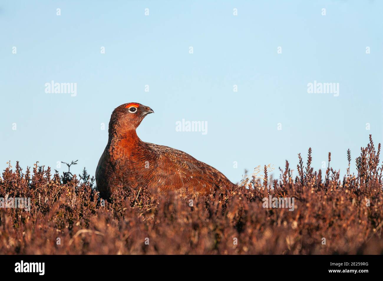 Red grouse (Lagopus lagopus), Weardale, North Pennines AONB, County Durham, UK Stock Photo