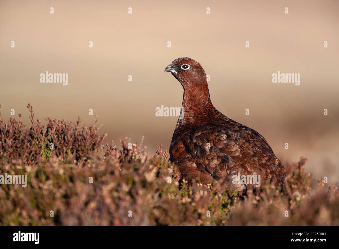 Red grouse (Lagopus lagopus), Weardale, North Pennines AONB, County Durham, UK Stock Photo